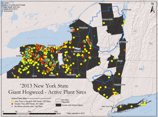 Cornell Cooperative Extension Giant Hogweed Cornell Cooperative Extension Giant Hogweed