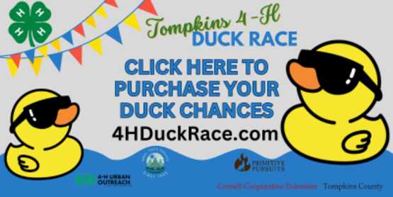 Buy Ducks Banner
