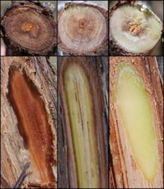 Cornell Cooperative Extension Effect of Cold on Grapes
