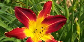 lily