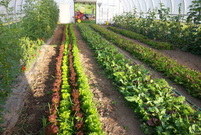 Farming