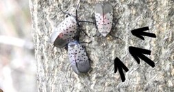 lantern fly
