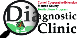 Diagnostic Clinic Logo