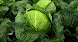 Cabbage in the field