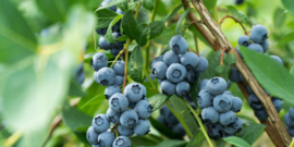 blueberries