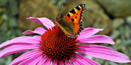 Butterfly on coneflower