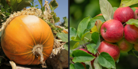 apples and pumpkins