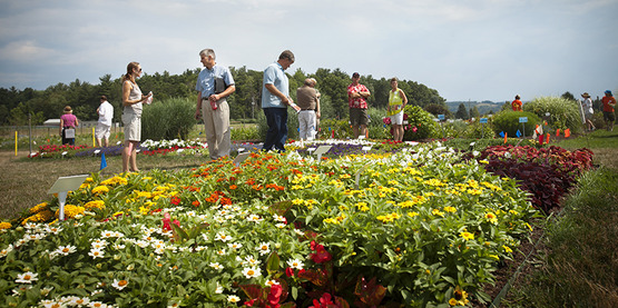 People viewing annual plant varieties at a floriculture field trial, Bluegrass lane, Cornell University