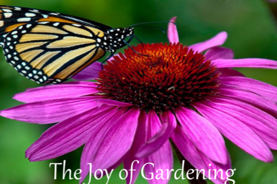 butterfly on flower