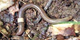 The clitellum or collar of the jumping worm goes all the way around the body and is smooth. The worms are very active and have a sheen to them.  When disturbed, the jumping worm (amyhthas agretis) will actively trash and flip, slither snake-like, and may shed their tails.  