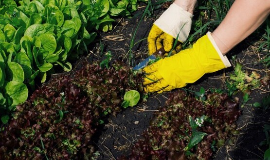 Gardener with yellow gloves