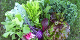 kale lettuce radishes