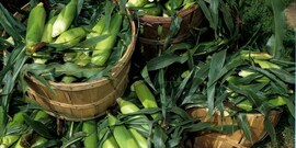 Harvested corn sits in baskets at a farmers market in 1999. USDA photo by Ken Hammond.  20120106-OC-AMW-0791