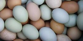 varied color chicken eggs