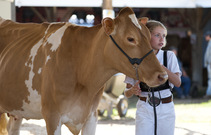 A 4-her and her dairy cow.