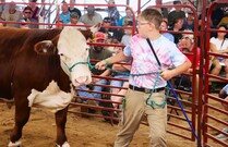 4-Her at Livestock Auction with beef cow