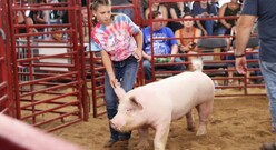 A 4-her and her market hog