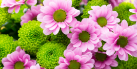 fllowers