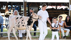 4-H Cloverbud showing at the Delaware County Fair