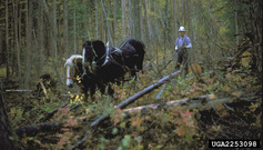 Horse Logging