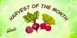 HOTM Beets