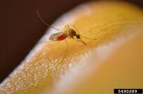 Northern House Mosquito, Culex pipiens