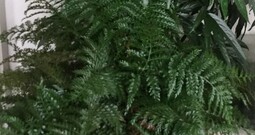 Fern Houseplant