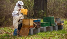 Beekeeping