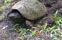 snapping turtle