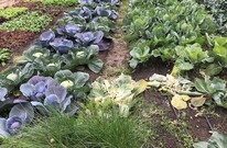 Vegetable Garden Produce