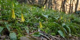 Spring garden