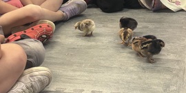 FCS Ag in the classroom Baby chicks 