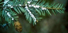 Hemlock woolly adelgid (adult)