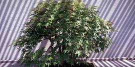 Japanese maple, Acer palmatum Thunb.