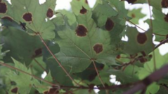maple tree disease