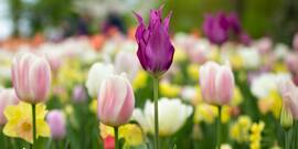 daffodils and tulips