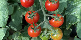 tomatoes ripening on the vine