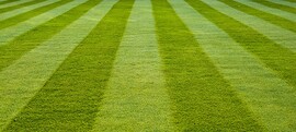 Lawn