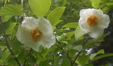 Gold Medal Plant tree 2000