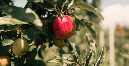 An apple tree at Wickham’s Fruit Farm in Cutchogue