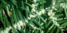 hemlock woolly adelgid /Adelges tsugae Annand
Photo: Virginia Polytechnic Institute and State University