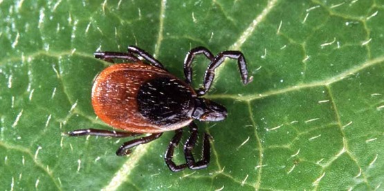 Deer tick on a leaf