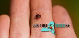 Don't Get Ticked NY header