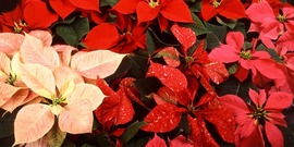 Poinsettia (Euphorbia pulcherrima) 
USDA Image Number K7244-16