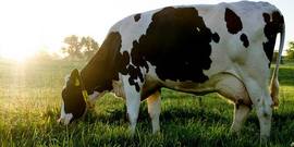 Dairy and Field Crops
