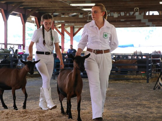 4-H Master Showman