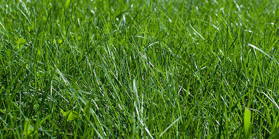Cool Season grasses and broadleaf weeds in a closeup of a lawn

