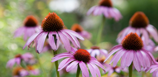 Flowers in Minns Garden, Cornell Campus.  Echinacea.  Cornell University Photography.