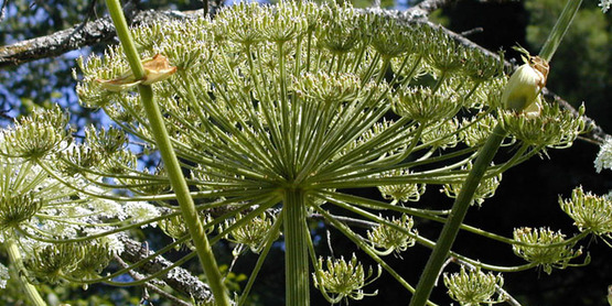 Giant Hogweed (Heracleum mantegazzianum)