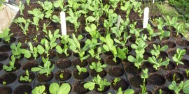 flats of sprouting seeds